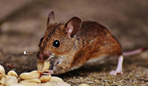 24 Hour & Emergency Exterminators in Keystone Steel And Wire, IL
